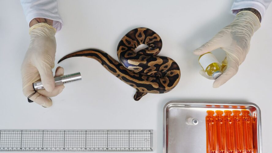 Snake venom research 2025